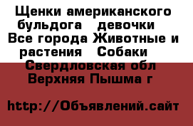 Щенки американского бульдога ( девочки) - Все города Животные и растения » Собаки   . Свердловская обл.,Верхняя Пышма г.